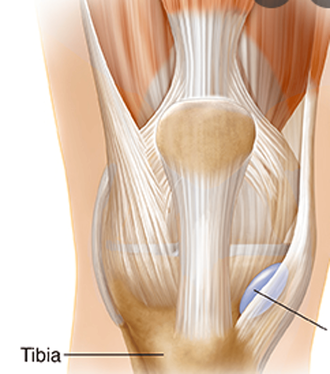 <p>identify, function</p>