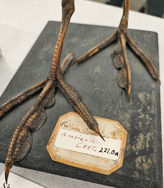 <p>lobed; a swimming foot with a series of lateral lobes on the toes; can sometimes be palmate but the hallux may bear a lobe</p>