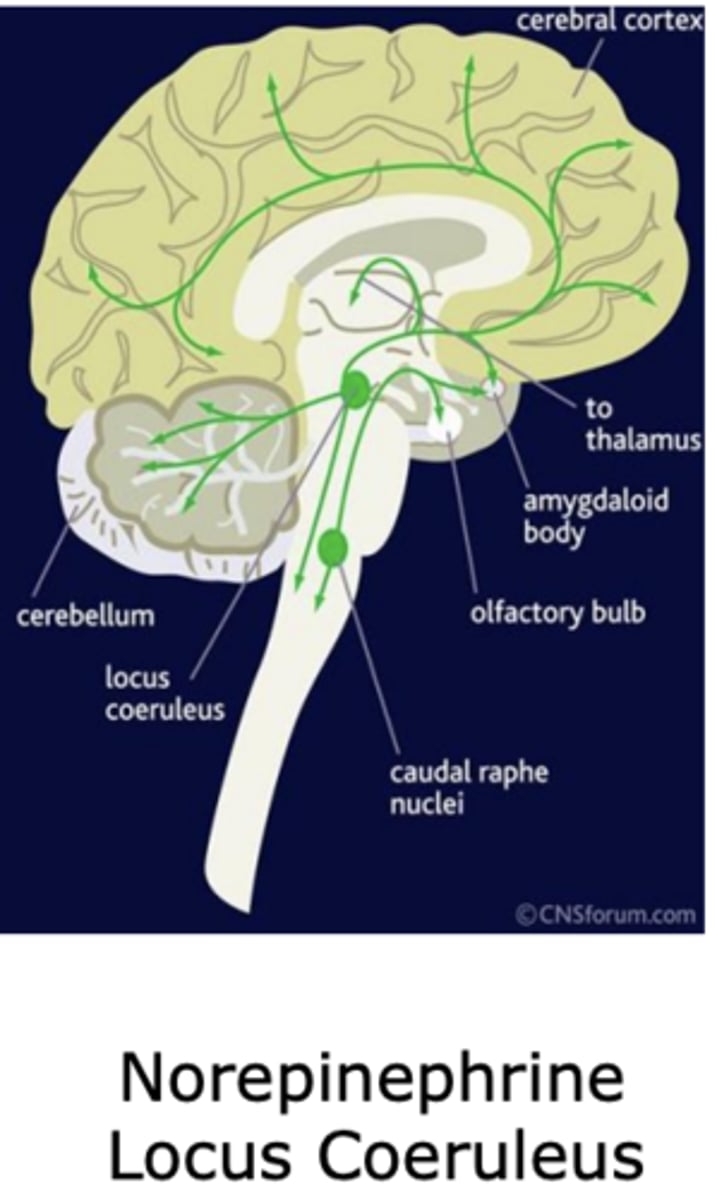 <p>Locus Coeruleus</p>