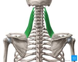 <p>elevate scapula</p><p>-dorsal scapular nerve</p>