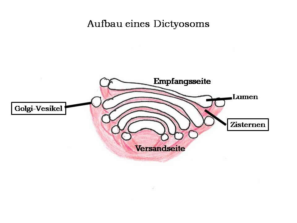 <p>flache Membranzisternen im Cytoplasma; Gesamtheit = Golgi-Apparat; Funktion: Lagerung und Transport von Proteinen</p>