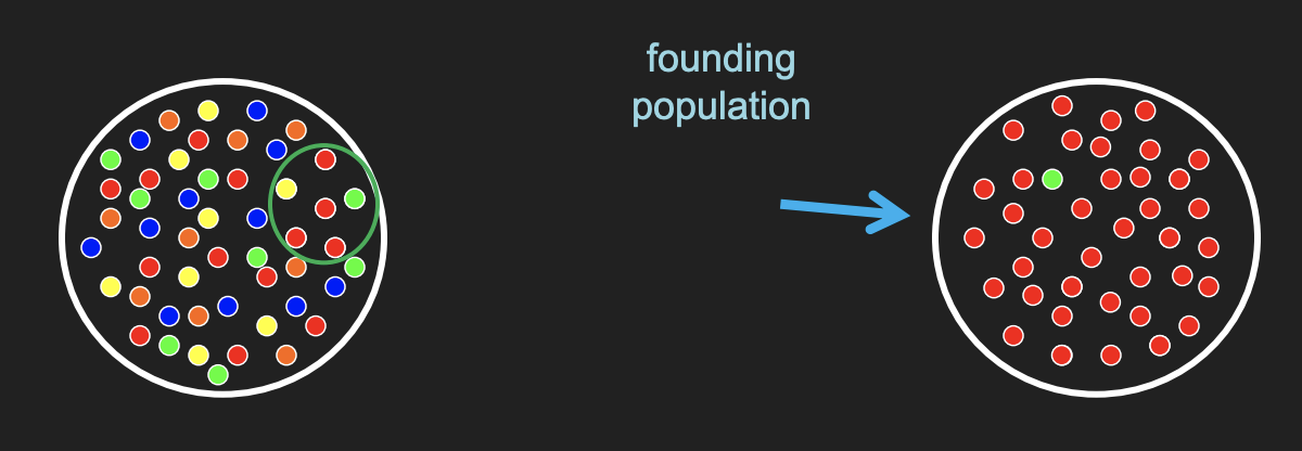<p>Kind of Genetic Drift</p><ul><li><p>Difference in allele frequencies in a founding population compared to frequencies in the source population</p></li><li><p>ie Ellis-Van Creveld syndrome (6 toes) in Pennsylvania Amish community</p></li></ul><p>Human genetic variation is shaped by a history of serial founder effects</p>