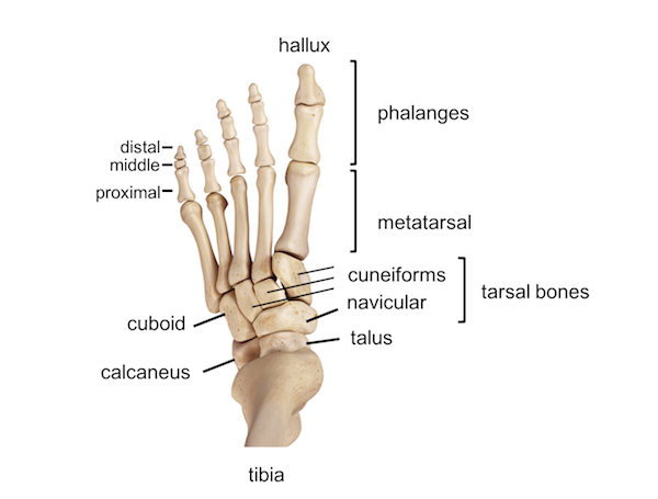 <ol><li><p>5th metatarsal</p></li></ol><p></p>