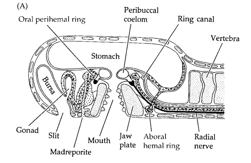 <p></p><ul><li><p>out pocket of skin</p></li><li><p>gas exchange organ - different to starfish</p></li><li><p>Bursa lined with cilia</p></li><li><p>In the bursa- opening of the gonad</p></li></ul><p></p>