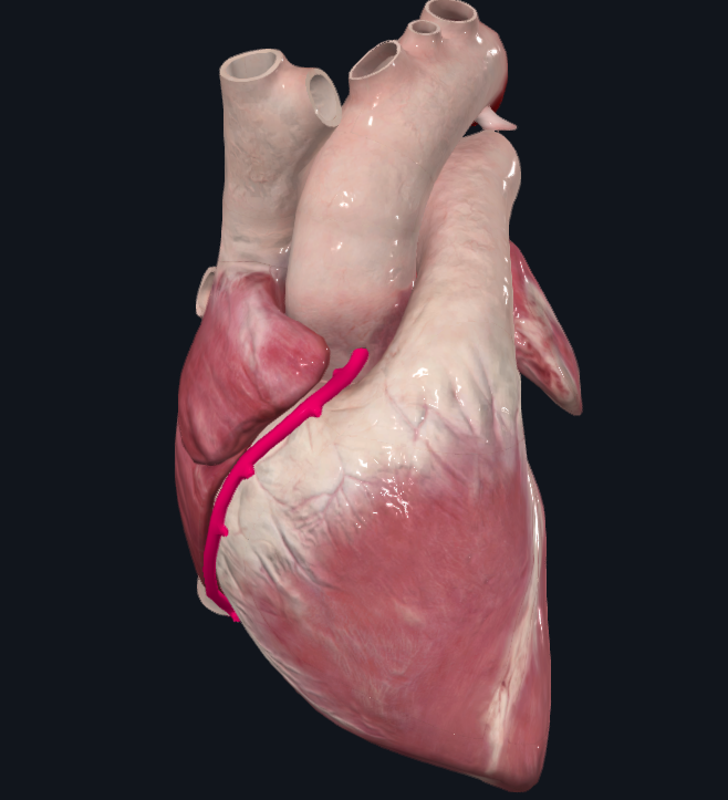 <p>Arterias del corazón que nutren al músculo cardíaco</p><ul><li><p>De los senos aórticos</p><p></p></li></ul><p></p>