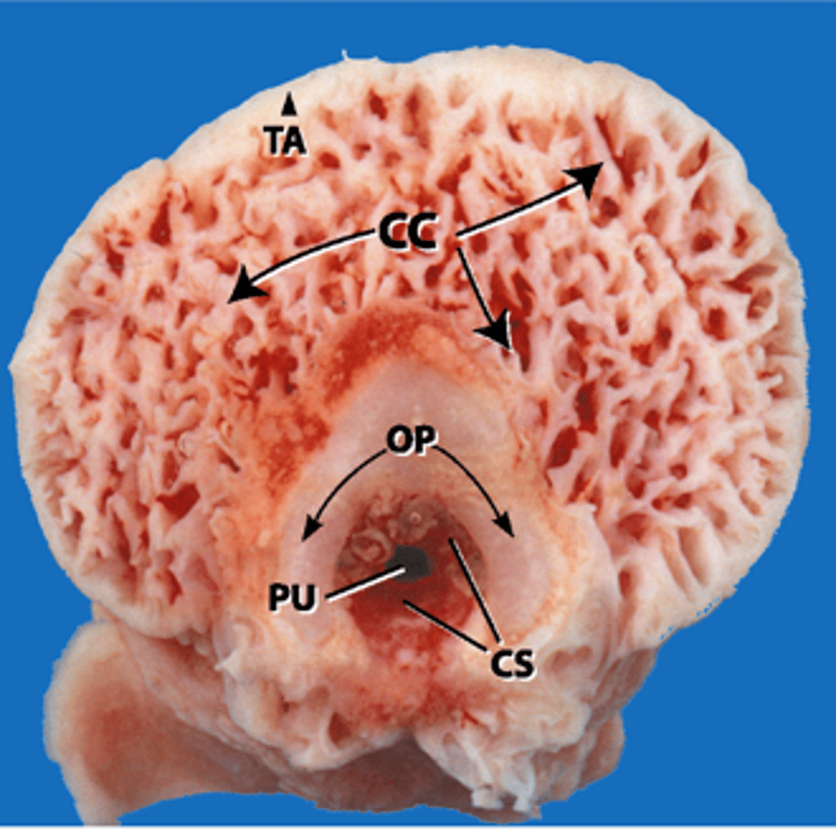 <p>Name tissues within glans penis</p>