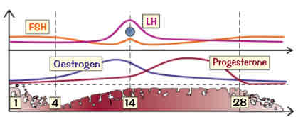 <ol><li><p>FSH (follicle-stimulating hormone) → produced in pituitary gland, causes an egg to mature in one of ovaries in structure called a follicle, stimulates ovaries to produce oestrogen</p></li><li><p>Oestrogen → produced in ovaries, causes lining of uterus to grow, stimulates release of LH (causes release of egg) &amp; inhibits release of FSH</p></li><li><p>LH (luteinising hormone) → produced by pituitary gland, stimulates release of an egg at day 14 (ovulation)</p></li><li><p>Progesterone → produced in ovaries by remains of follicle after ovulation, maintains lining of uterus during second half of cycle when level of progesterone falls the lining breaks down, inhibits release of LH &amp; FSH</p></li></ol>