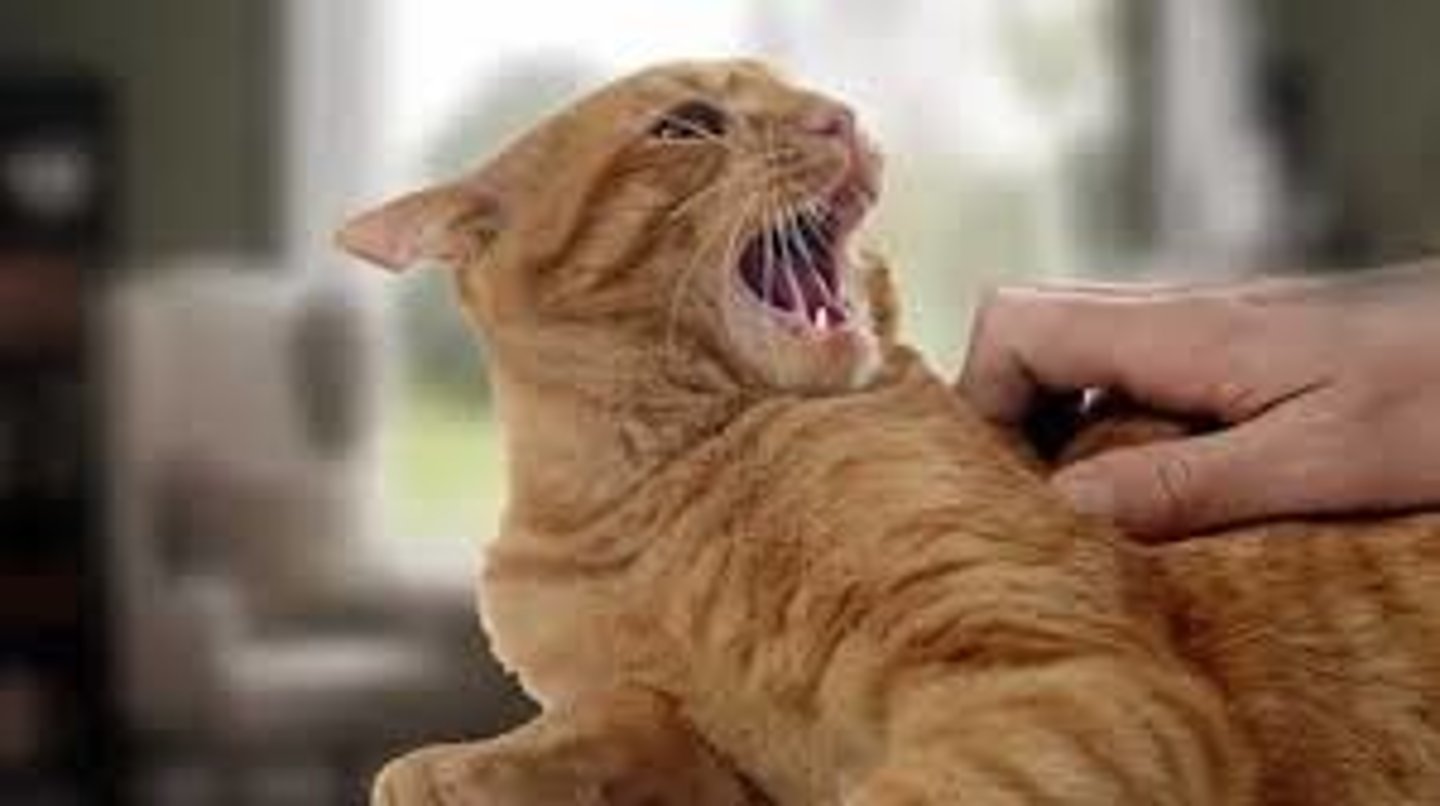 <p>to annoy or irritate someone, often unintentionally</p>