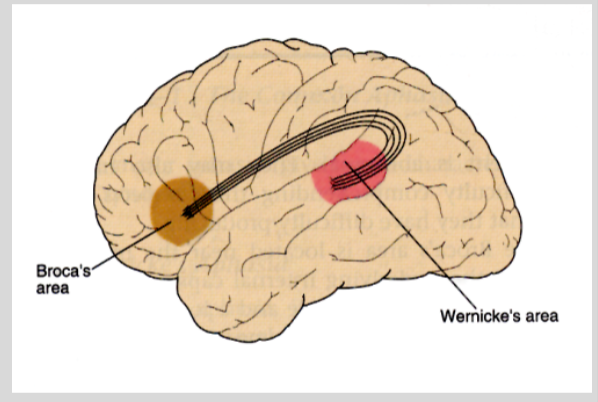 <p>producing speech. located in the frontal lobe. damaged area can understand but not speak languages</p>