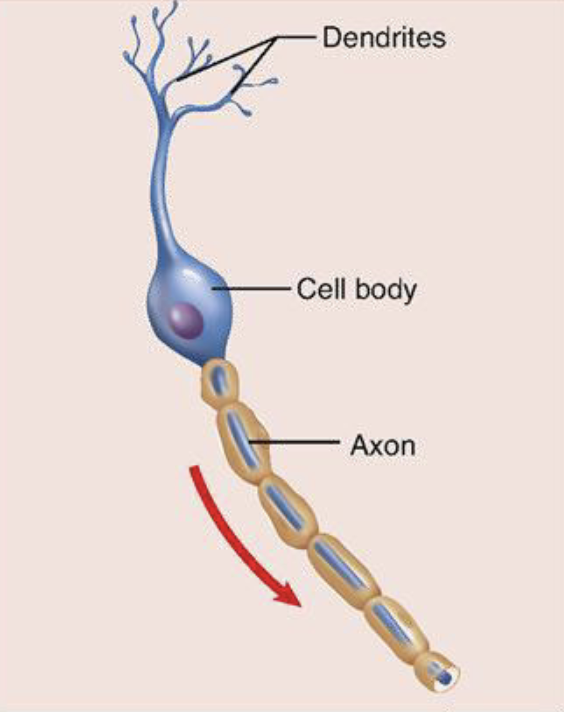term image