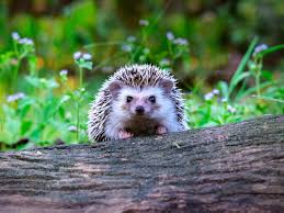<p>Hedgehog</p>