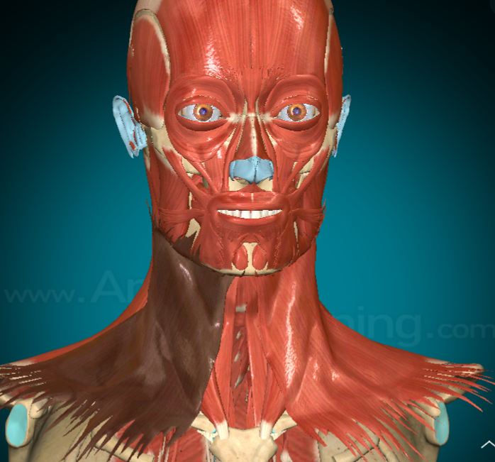 <ul><li><p>What? Platysma</p></li><li><p>f(x)</p></li></ul><p></p>