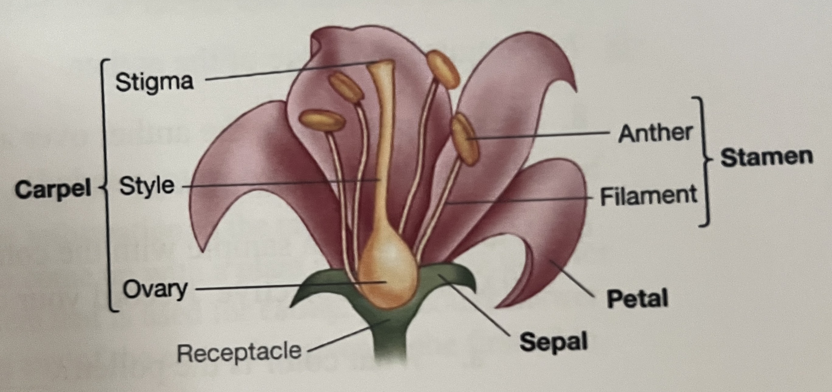 <ul><li><p>Sepals - modified leaves at the base of the flower</p></li><li><p>Petals - brightly colored to attract pollinators</p></li><li><p>Stamen - reproductive structure that produces male gametophytes</p></li><li><p>Carpel - produces female gametophytes</p></li></ul><p></p>
