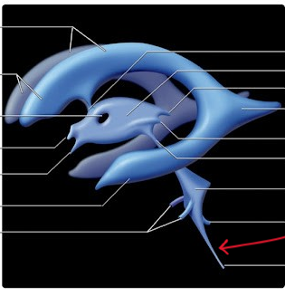 <p>Passageway. pointy end</p>