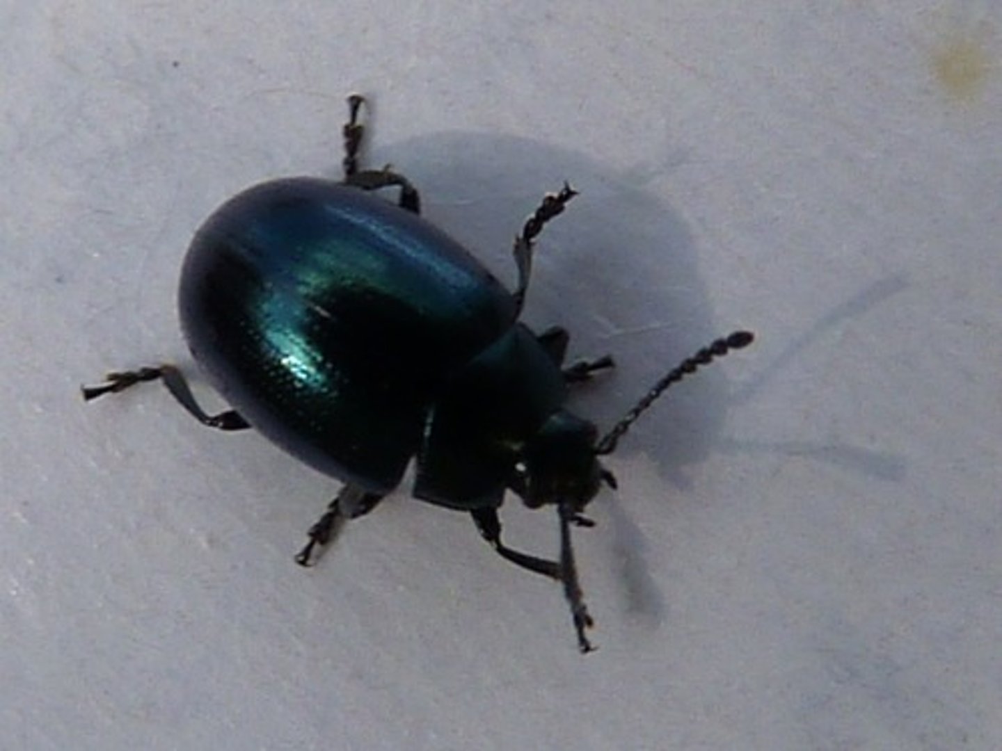 <p>Chyrsomelidae</p>