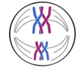 <p>Metaphase I</p>