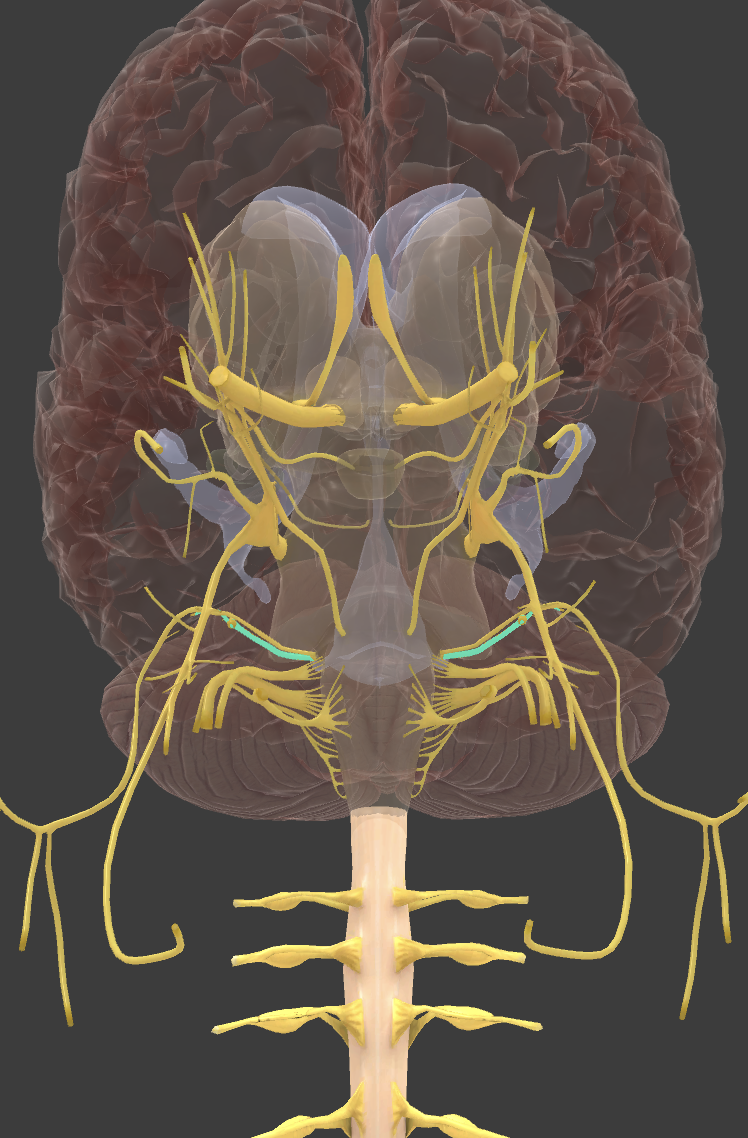 <p>Vestibulocochlear*</p>