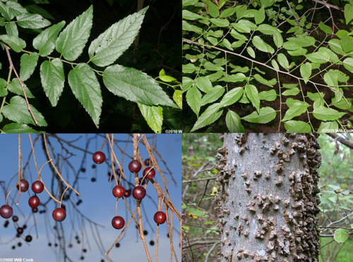 Family: Ulmaceae 
Common: sugarberry 
Range: Native 
Habitat: Hydric sites 
Bark: Tight and brown, worty
Persistence: Deciduous 
Leaves: Simple & alternate, deltoid-ovate shaped, serrated margins, pinnate venation 
Other: Leaves have herbaceous texture, base often not equilateral