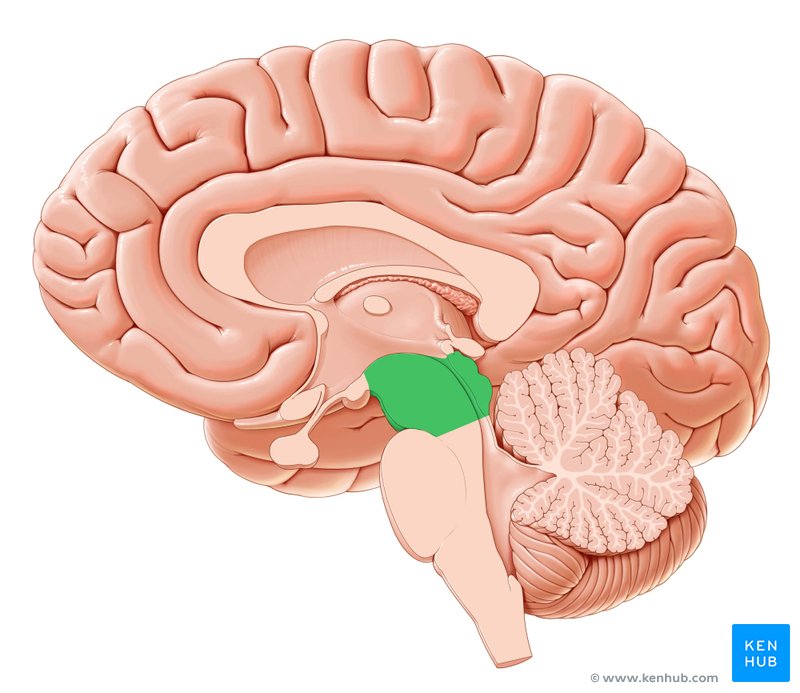 <p>The <strong><em></strong></em>__ is a portion of the brainstem that plays an important role in vision, hearing, and motor control.</p>