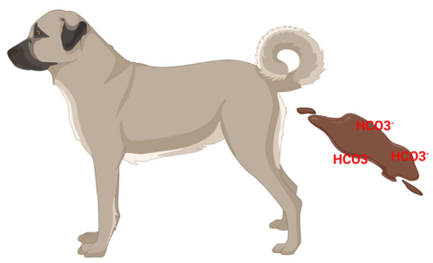 <p>loss of bicarbonate, retention of chloride with hydrogen to maintain electroneutrality</p>