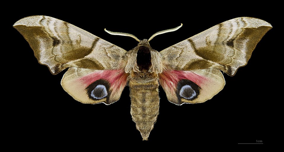 <p>Species of insect.</p>