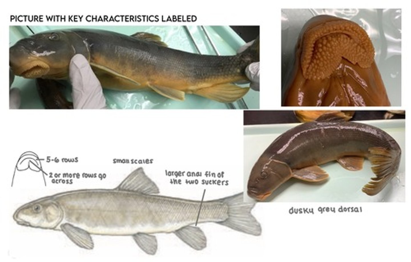<p>Klamath small scale sucker</p><p>-tiny scales</p><p>-large anal fin</p><p>-lips</p>