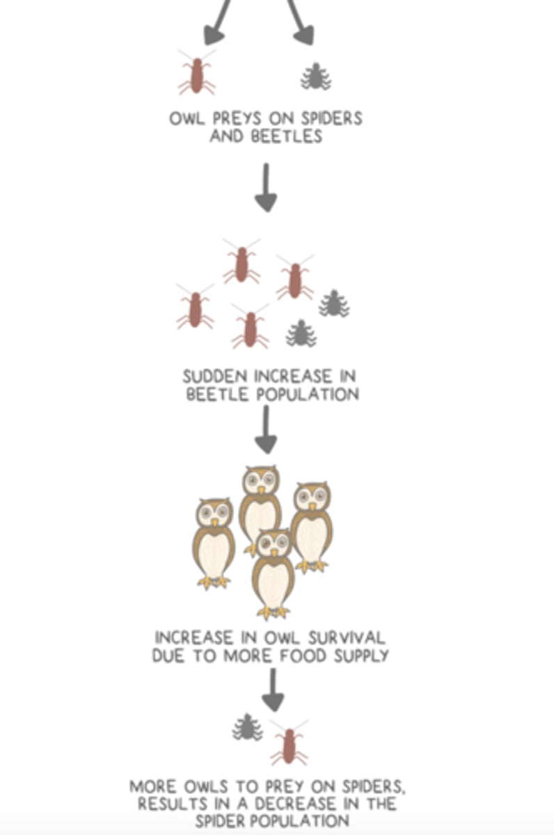 <p>apparent</p><p>(ex. owl preys on spiders and beetles)</p>