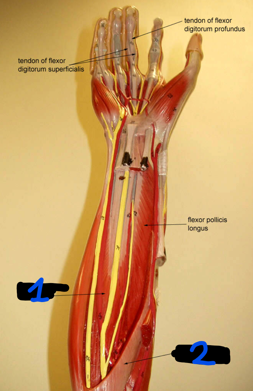 <p><span style="font-family: Arial, sans-serif">What is the origin and insertion of muscles 1 and 2?</span></p>