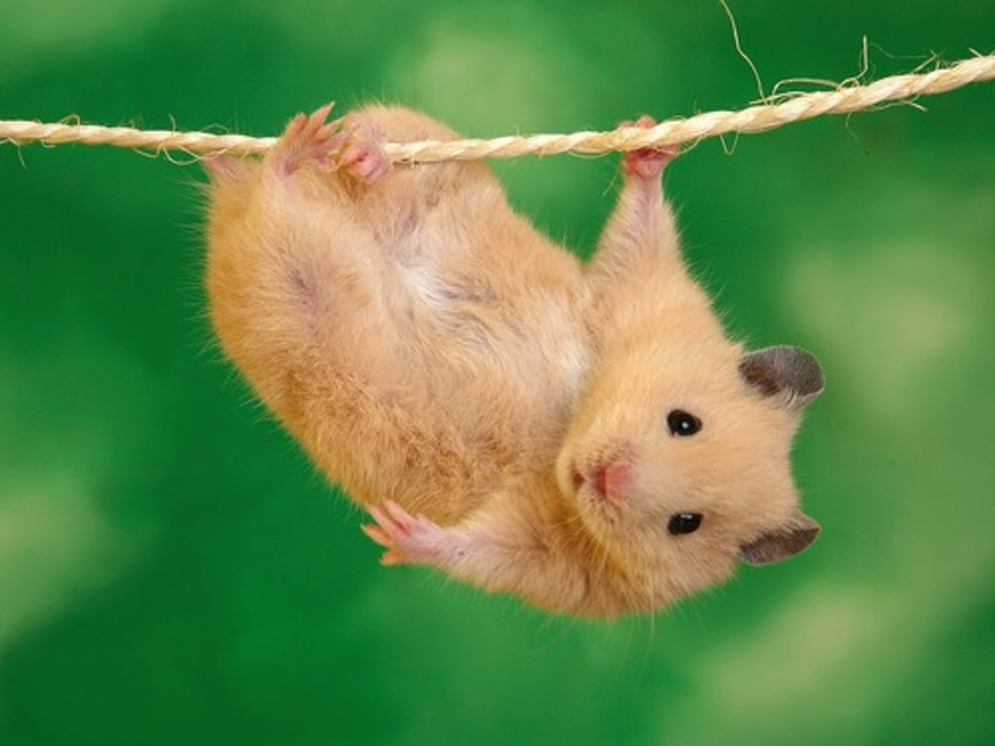 <p>hing / hingen</p><p>heeft gehangen</p>