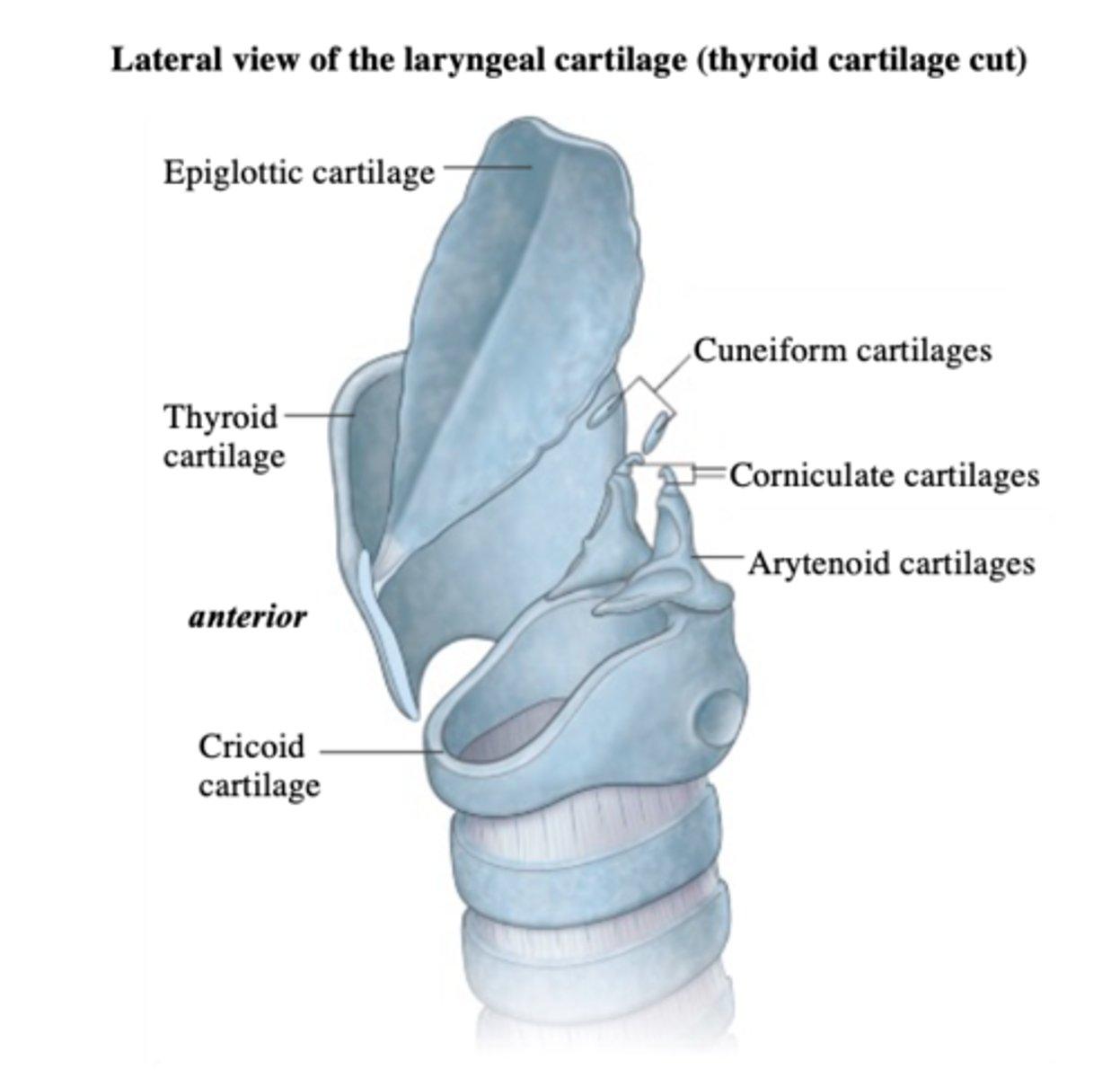 <p>1) arytenoid</p><p>2) corniculate</p><p>3) cuneiform</p>
