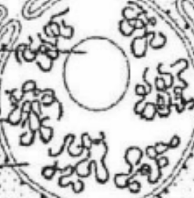 <p>Chromatin is a “thread-like” material inside the nucleus. This material contains genetic information called DNA (deoxyribonucleic acid), a substance that chromosomes are composed of that makes up the genetic code.</p><p></p>