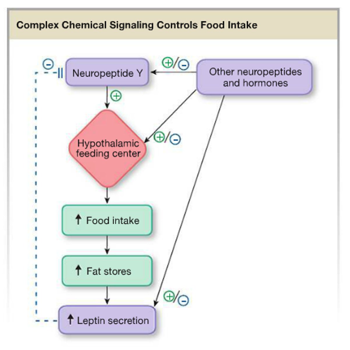<p>arcuate nucleus (ARC): key appetite regulation center</p><p>NPY/AgRP neurons: ↑ appetite (orexigenic) → inhibit satiety pathway (POMC/CART).</p><p>POMC/CART neurons: ↓ appetite (anorexigenic) → activate MC4R in PVN to suppress feeding.</p><p>- balance between these pathways regulates food intake.</p>