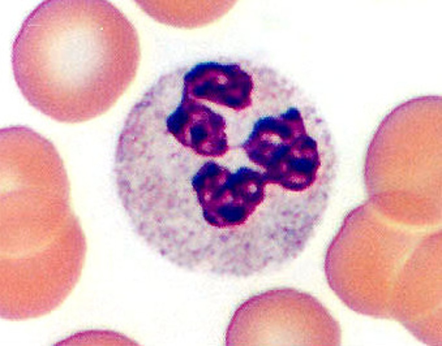 <p>Structure: Nuclei has three or more lobes<br><br>Function: The most common WBC; fights bacterial infections by engulfing bacteria by phagocytosis</p>