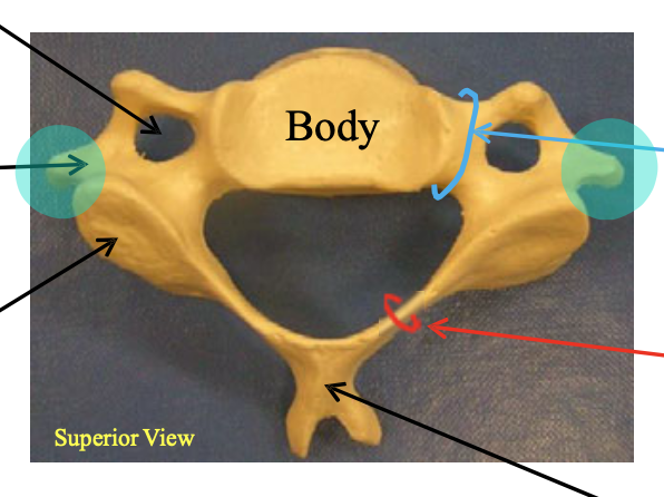 <p>Name the highlighted structure.</p>