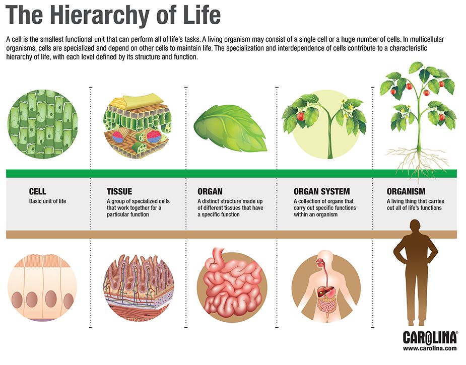 <ul><li><p>Organisms are highly organized structures that consist of one or more cells.</p></li><li><p>Multicellular organisms have an advantage over single-celled organisms since their cells can be specialized to perform specific functions.</p></li></ul><p>Atoms —&gt; molecules —&gt; cells —&gt; tissues —&gt; organs —&gt; organ systems —&gt; organism</p>