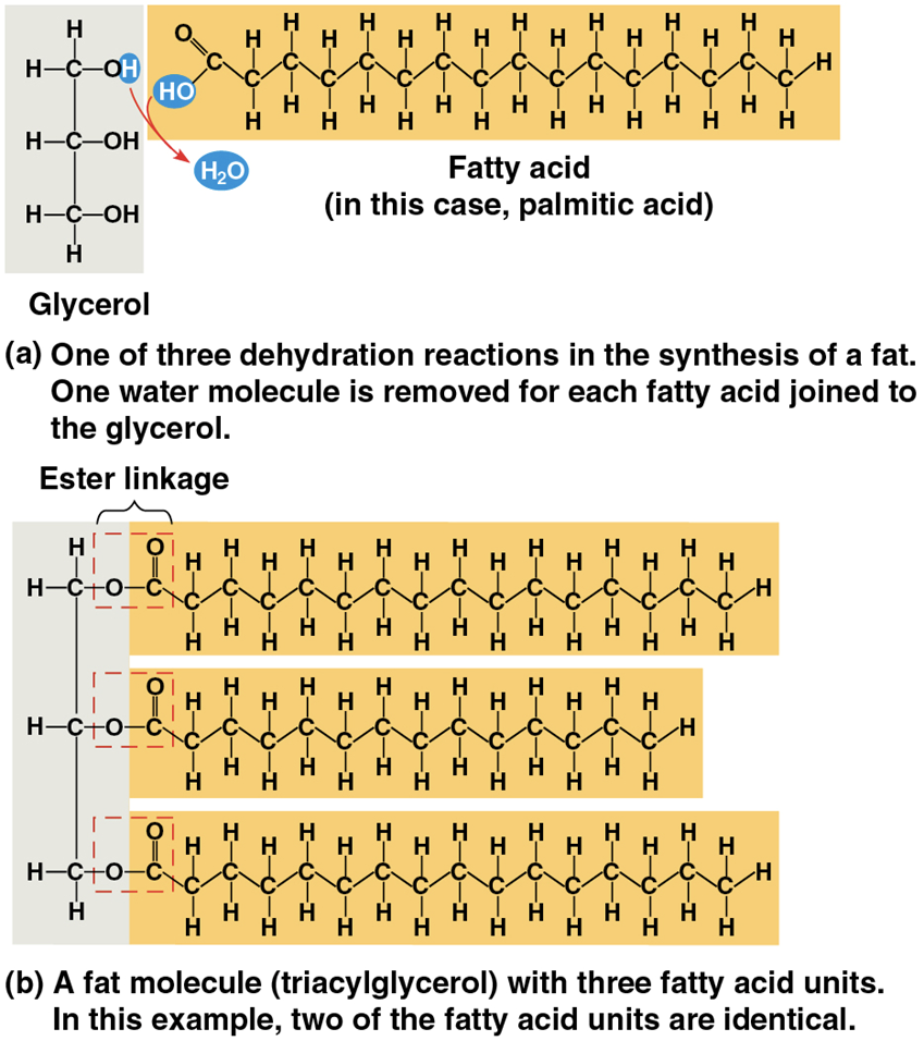 <p>constructed from two types of smaller molecules: glycerol and fatty acids</p><p></p>