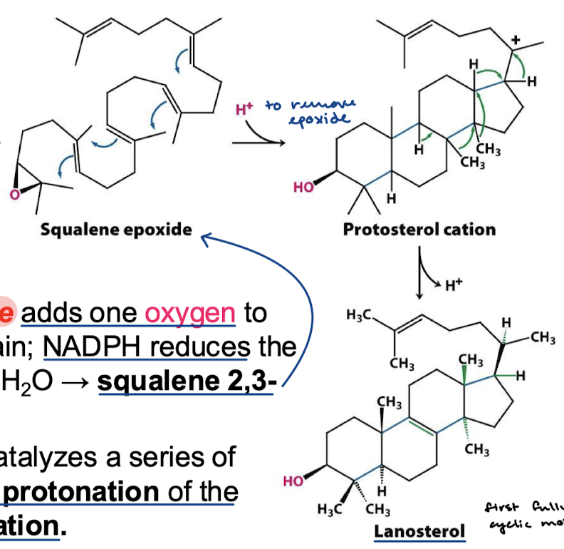 <p>Squalene oxidocyclase catalyzes a series of electron shifts, initiated by protonation of the epoxide, resulting in cyclization.</p>