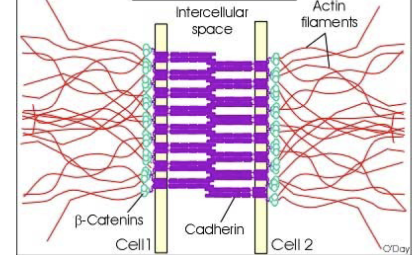 <ul><li><p><span style="color: rgb(0, 0, 0);">Adherens junctions hold cells together via cadherins. Intracellularly, these proteins are connected to actin filaments that form a belt around the cell—provide stability to tissues</span></p></li><li><p><span style="color: rgb(0, 0, 0);">not as impermeable as tight junctions</span></p></li></ul><p></p>