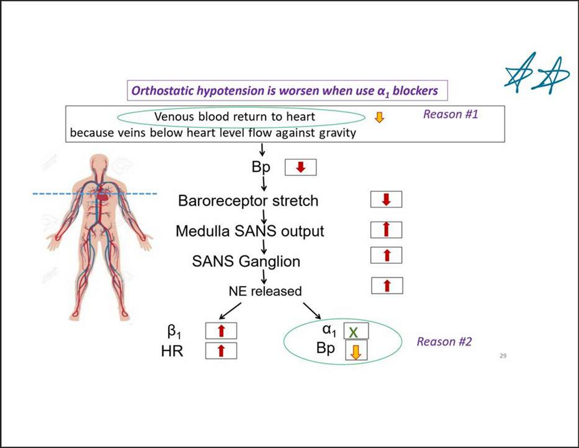 <p>Orthostatic hypertension</p><ul><li><p>Decreased venous tone → lower baroreceptor stretch → blood accumulates → less venous return → less cardiac output (CO) → lower BP→ sympathetic output increased in response</p></li><li><p>Alpha 1 decreases BP</p><p></p></li></ul><p>Favorable effect on blood glucose!</p><p></p>