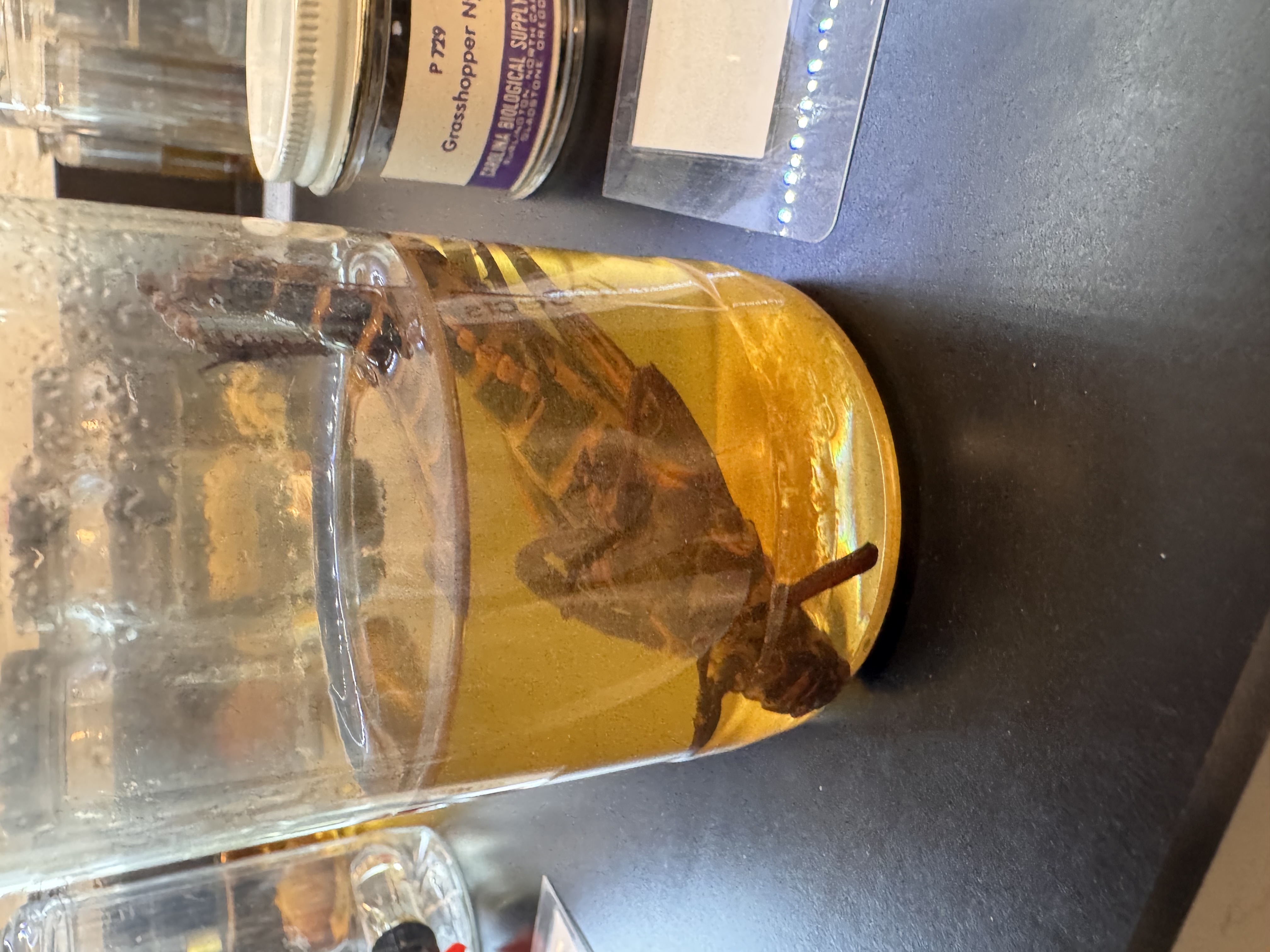 <p>Lubber Grasshopper</p>