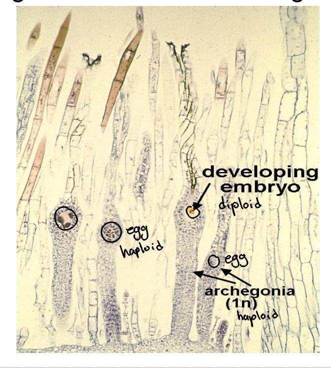 <p>Reproduction in Phylum Bryophyta - Fertilization + zygote</p>