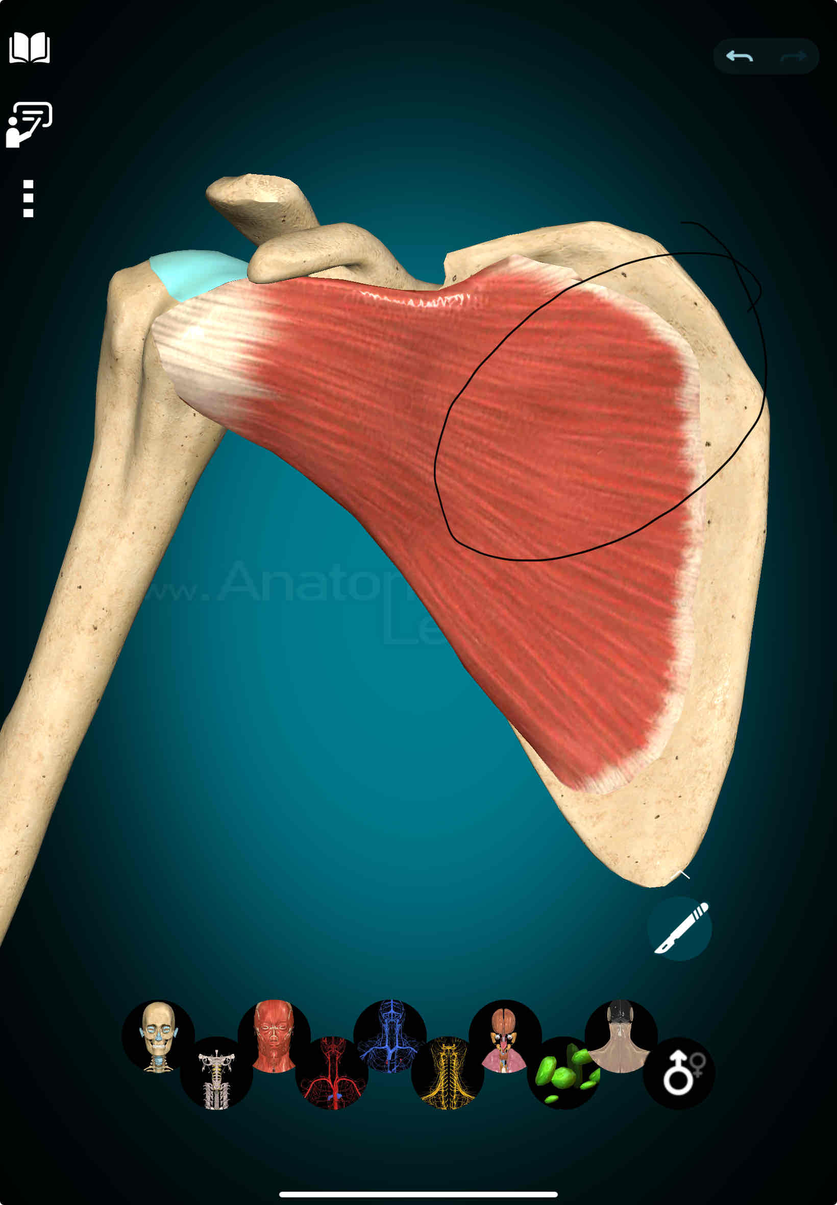 <p>Subscapularis Origin</p>