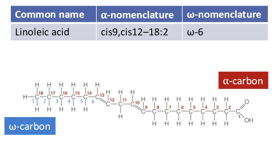 <p>Alpha naming system</p><ul><li><p>Position of the double bond relative to alpha carbon</p></li></ul><p>Omega naming system</p><ul><li><p>Position of the double bond relative to omega carbon</p></li><li><p>Does not identify whether the double bond is cis or trans</p></li></ul><p></p>