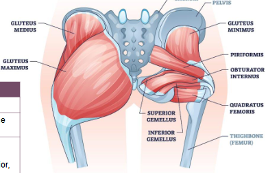 <p><span style="background-color: transparent;"><span>Quadratus femoris, piriformis, gemellus superior, gemellus inferior, obturator internus, and obturator externus</span></span></p>