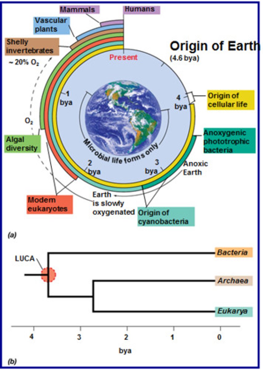 <p>-->12 MONTH VIEW</p><p>Formation of Earth- January 1; Bacteria appeared- March 26;</p><p>Green algae- mid October; Mesozoic era began- December 14; Mammals adaptive radiation (after dinosaur extinction)- December 24; Genus Homo appears- 5pm December 31.</p><p>-->24-HOUR VIEW</p><p>Look at picture</p>