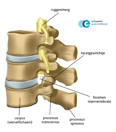 <p>tussenwervelschijf</p>