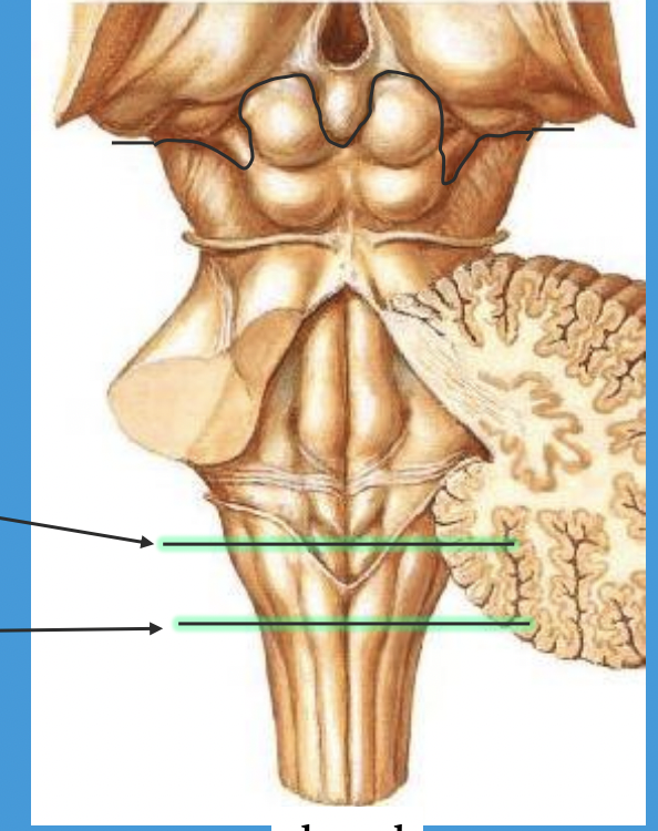 <p>Rostal (open) </p><p>Caudal (closed) </p>