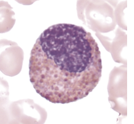 <p>identify this cell:</p>
