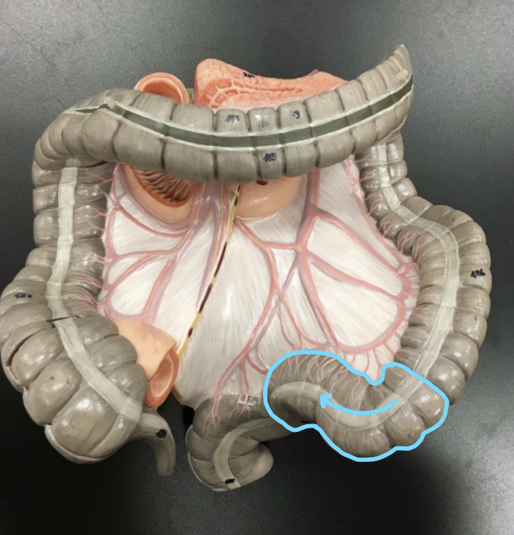 knowt flashcard image