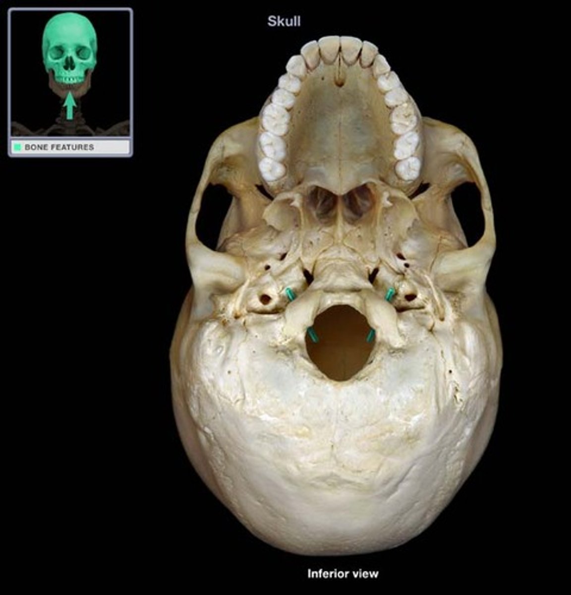 <p>paired canal superior to occipital condyle</p>